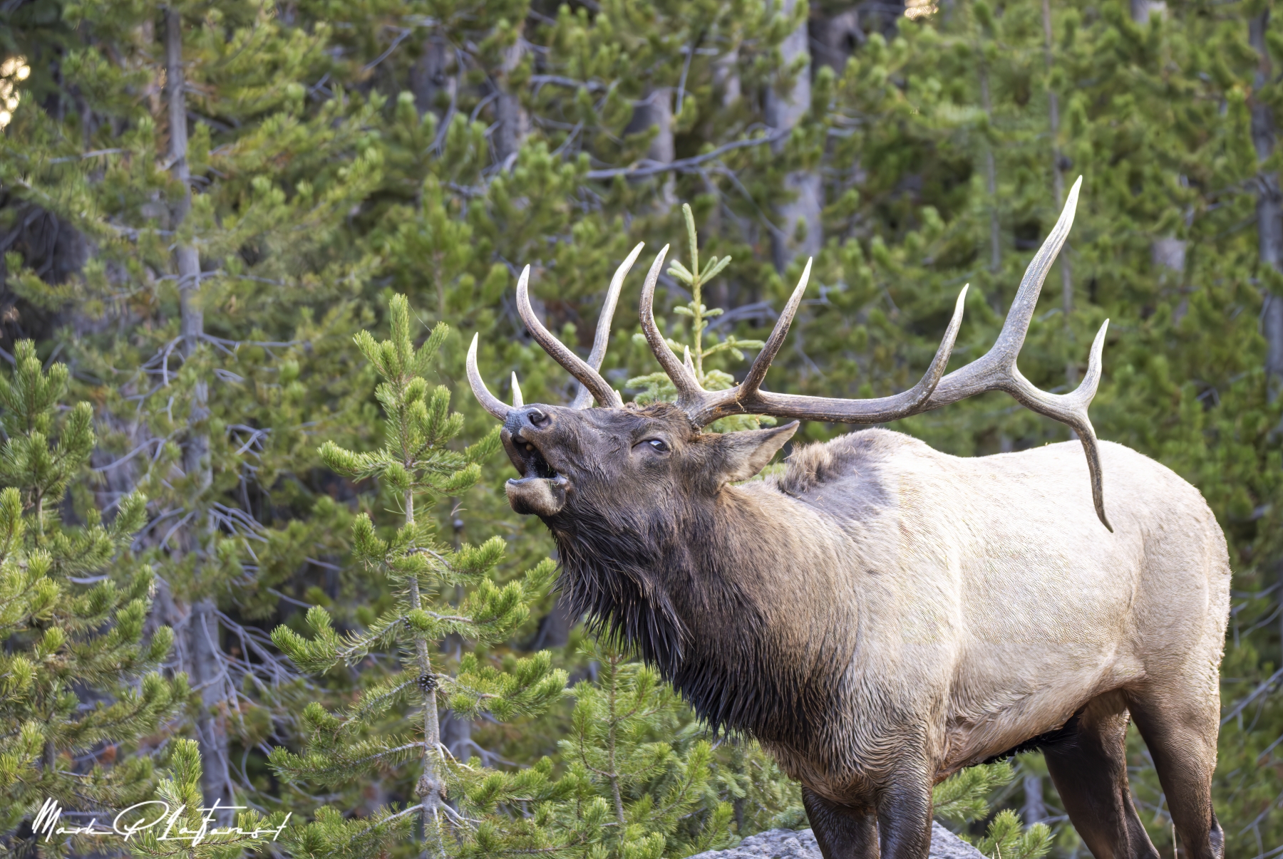 /gallery/north_america/USA/Wyoming/yellowstone/Bull Elk Yellowstone NP Sept 2024-031_med.jpg